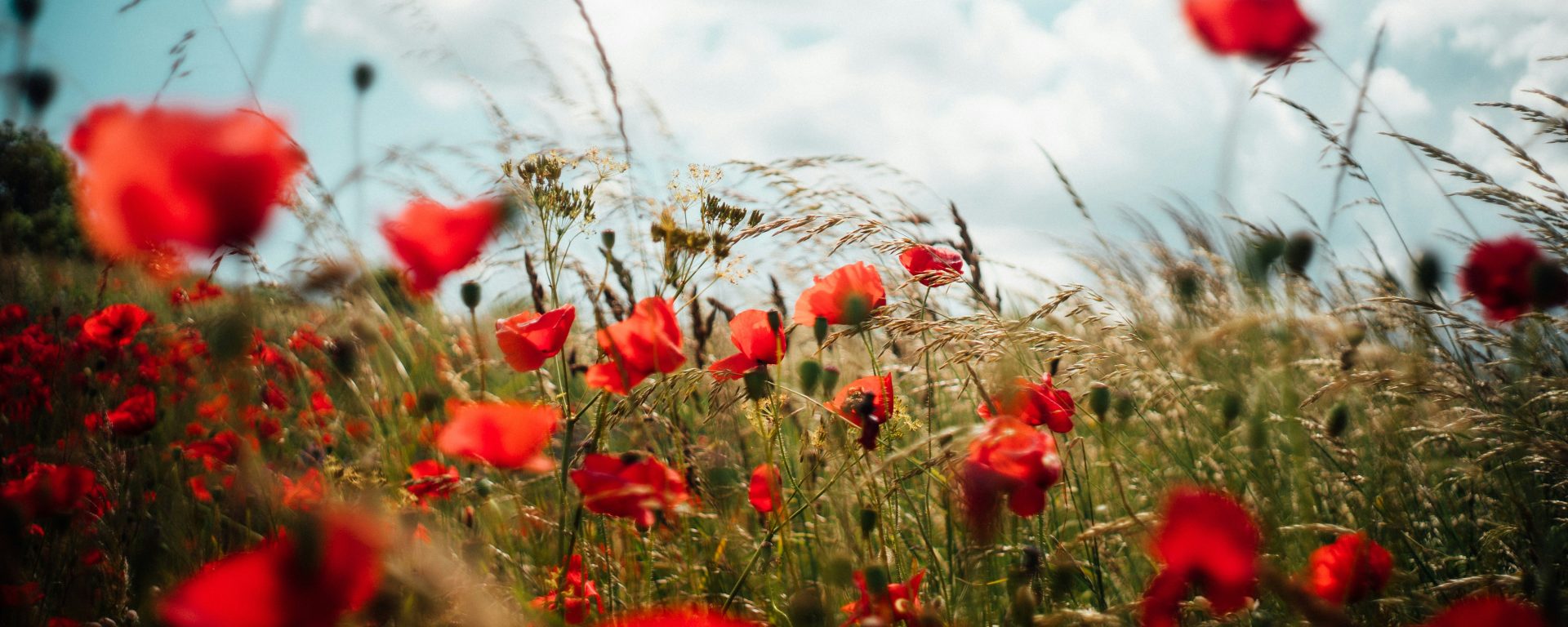 Images of red poppies in a field with a blue sky above.